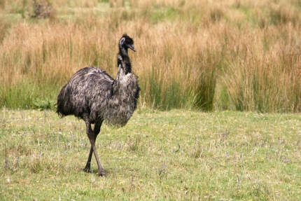 whangarei (36)